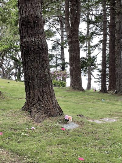 Tree and Grave in Trinidad CA Cemetery