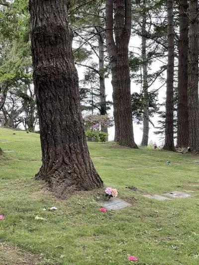 Tree and Grave in Trinidad CA Cemetery